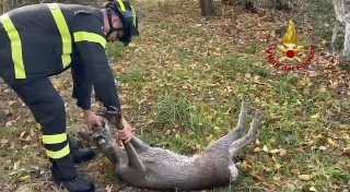 Montefiore dell’Aso - I vigili del fuoco salvano un capriolo caduto nel depuratore